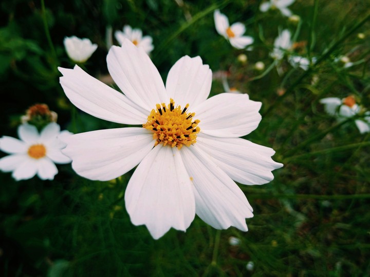natureza 1