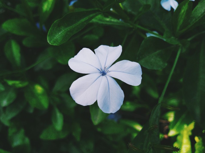 Madagascar Periwinkle Flower