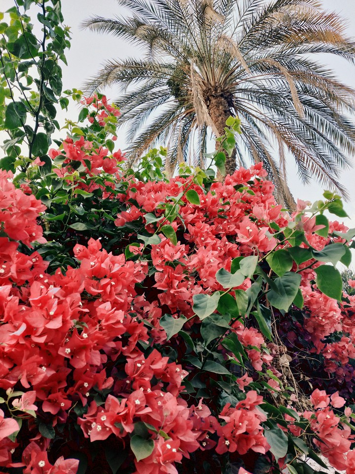 nature