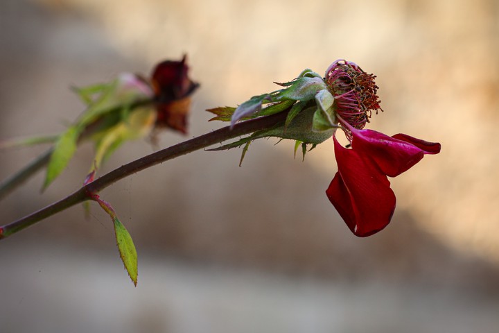 Roses in free Syria