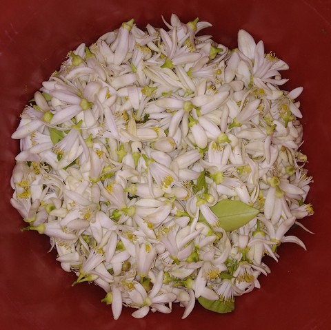 blossoming ?