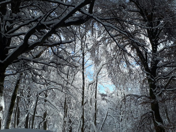 snowy trees!