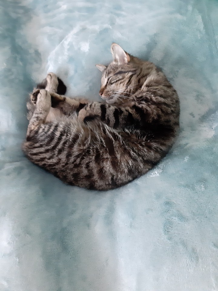 katze