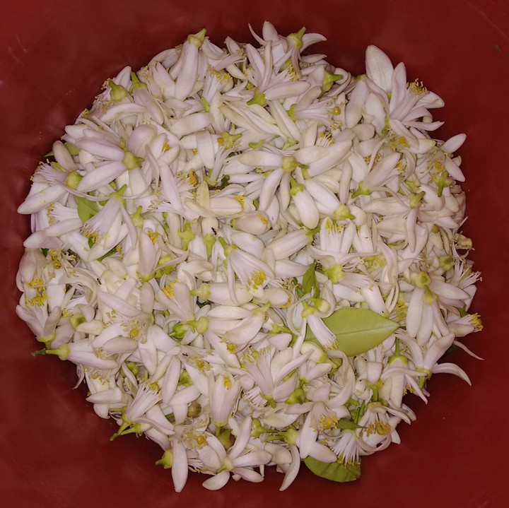 blossoming ?