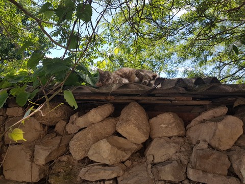 Cat and siesta
