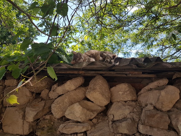 Cat and siesta