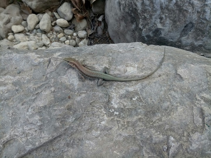 lizard