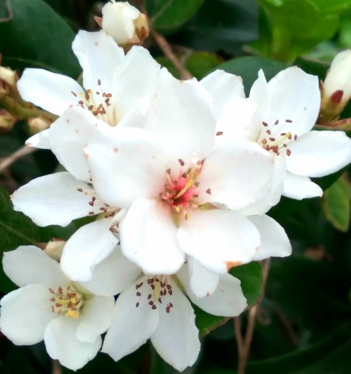 厚葉石班木  花
