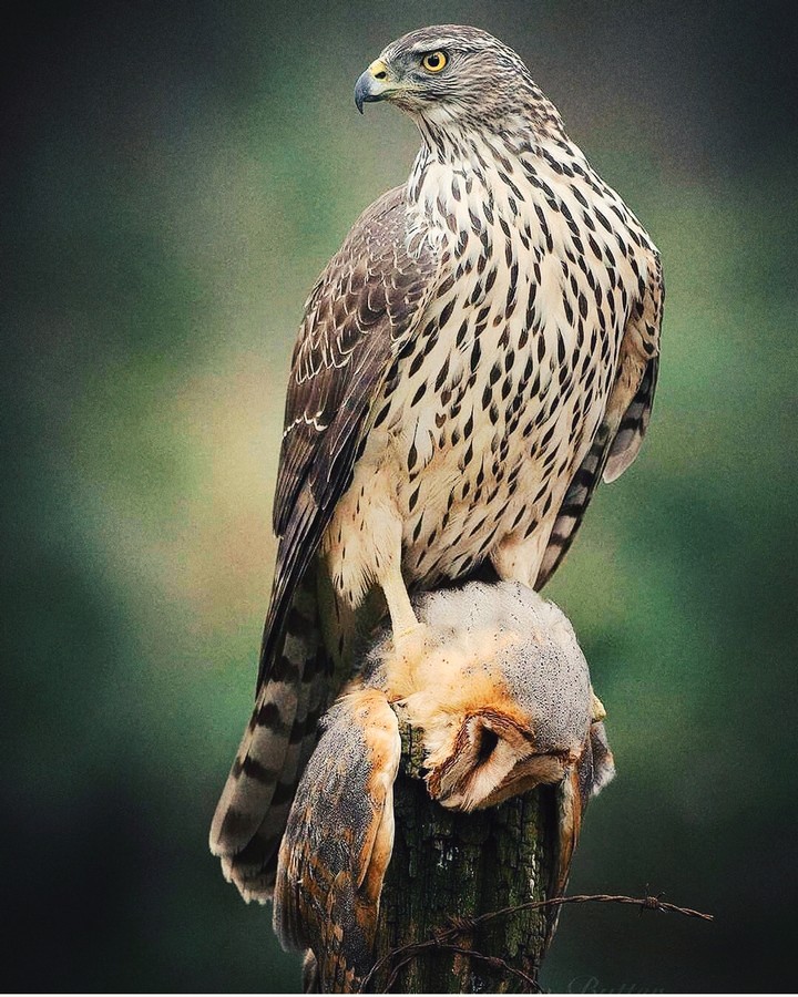 Hunt