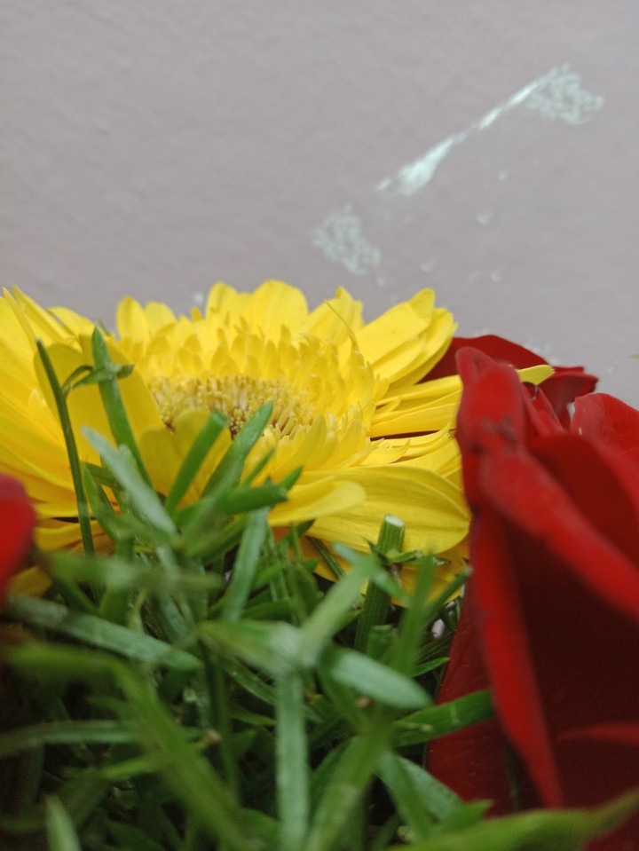 Rosse