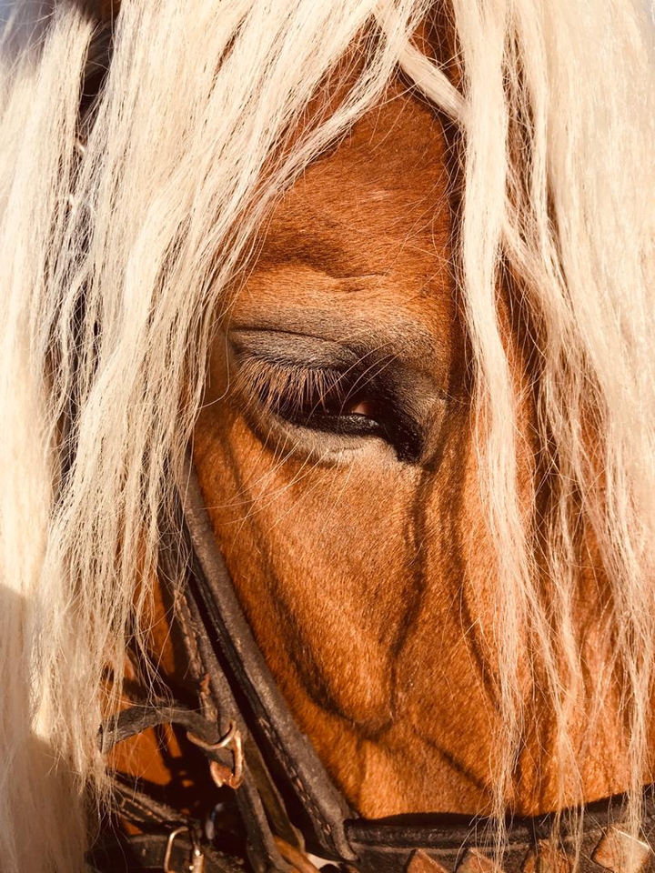 blond horse