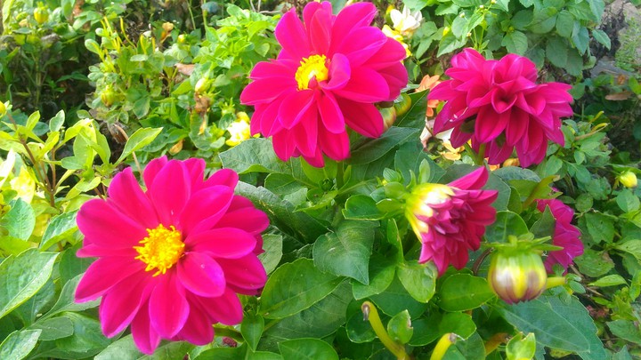 Beautiful autumn flowers
