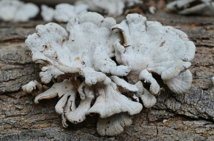 Mushroom