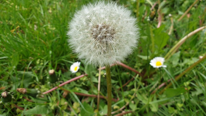 Pusteblume
