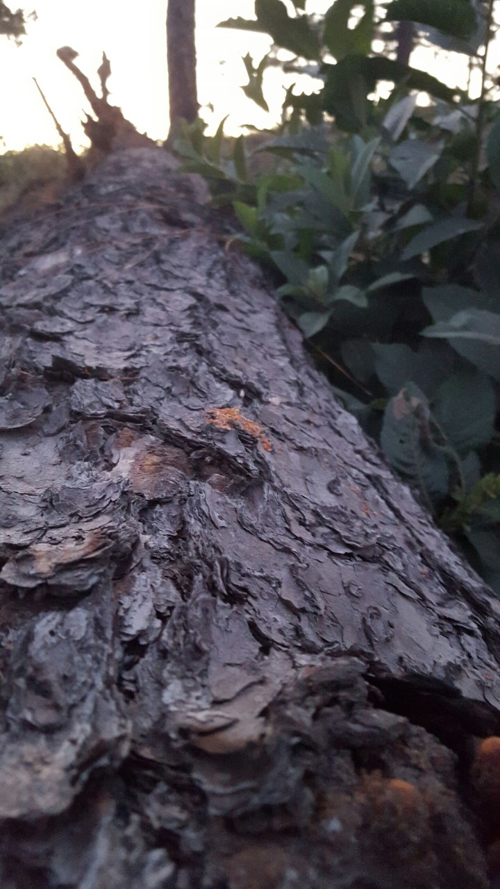 árbol caído