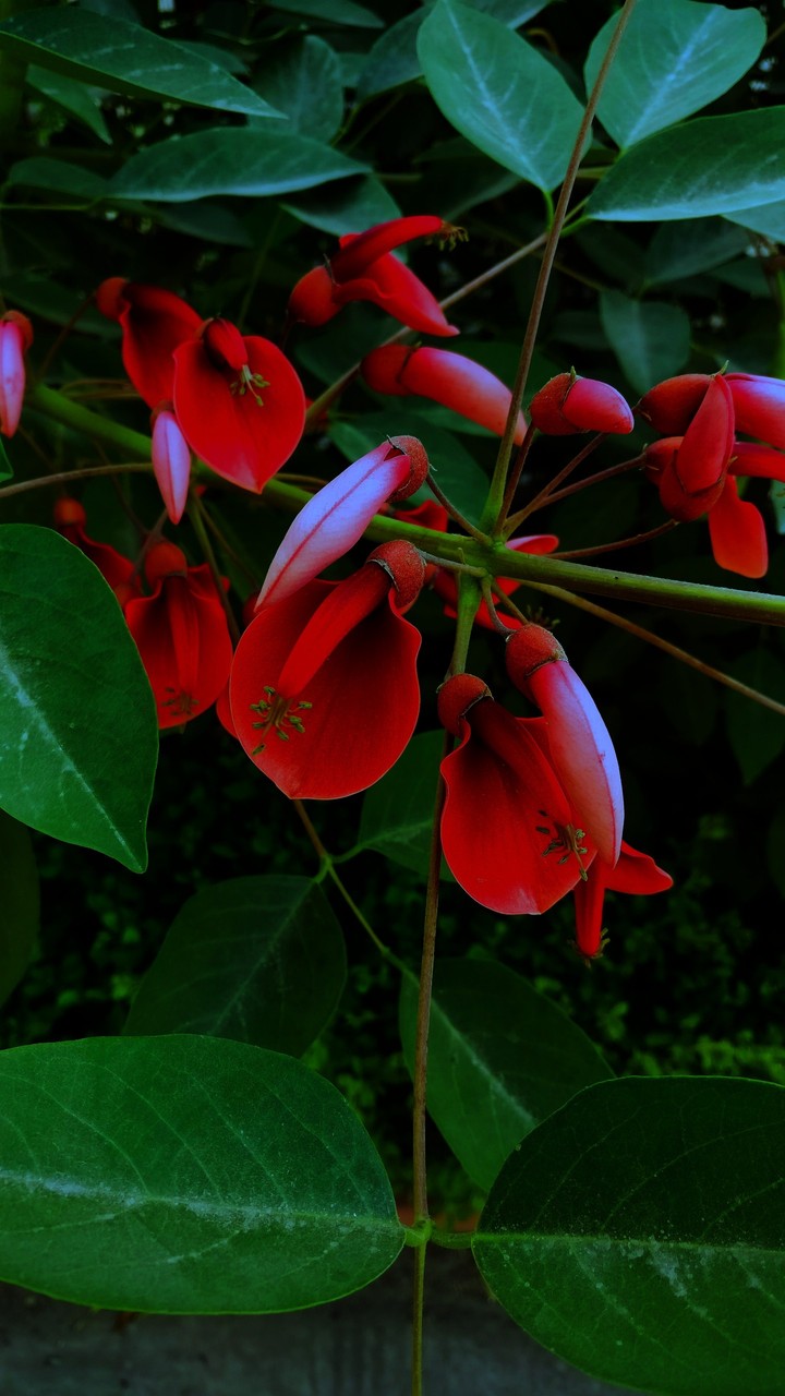 flower in dark