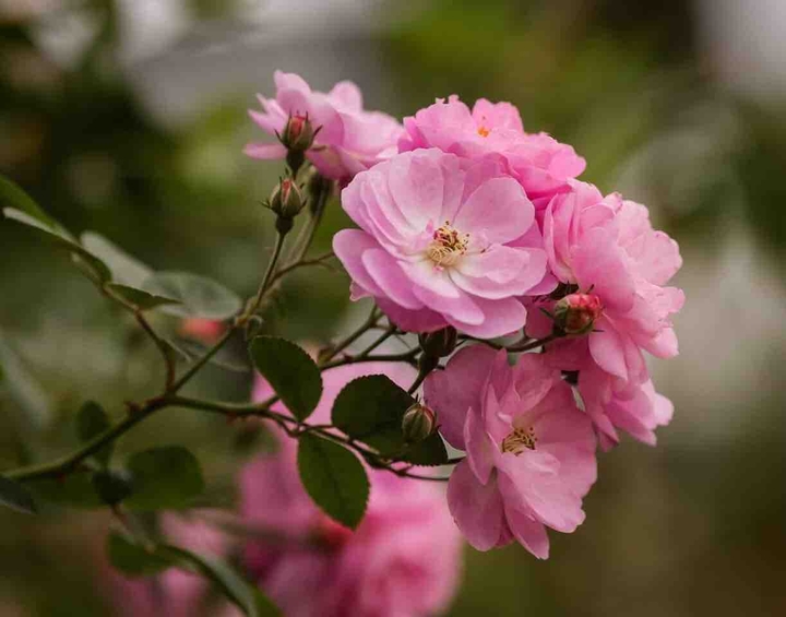 Rose