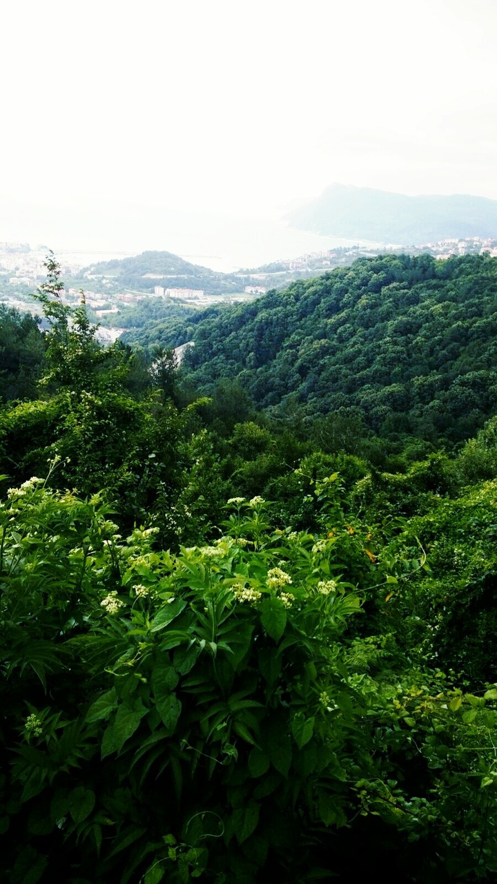 Amasra