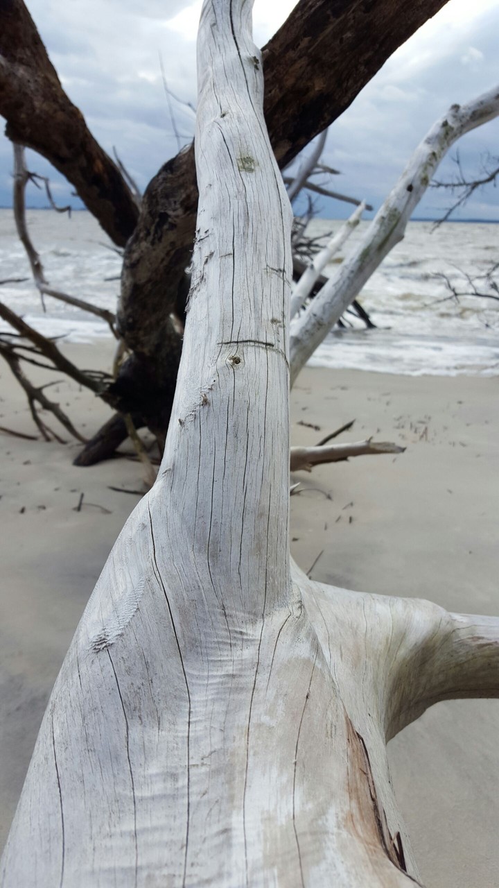 Driftwood