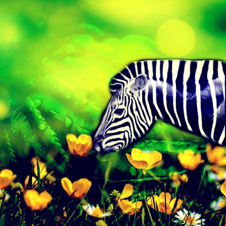 Zebra