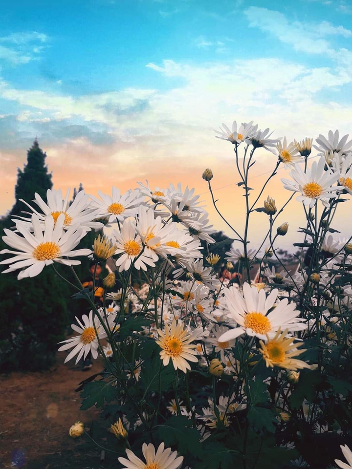 chrysanthemum
