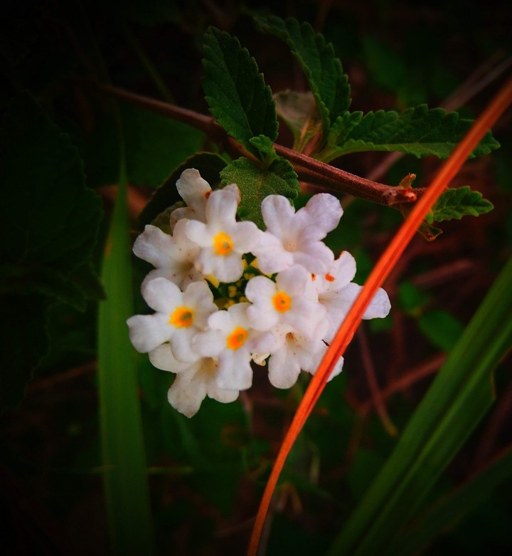 white flower