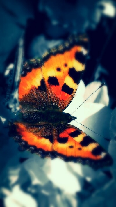 butterfly