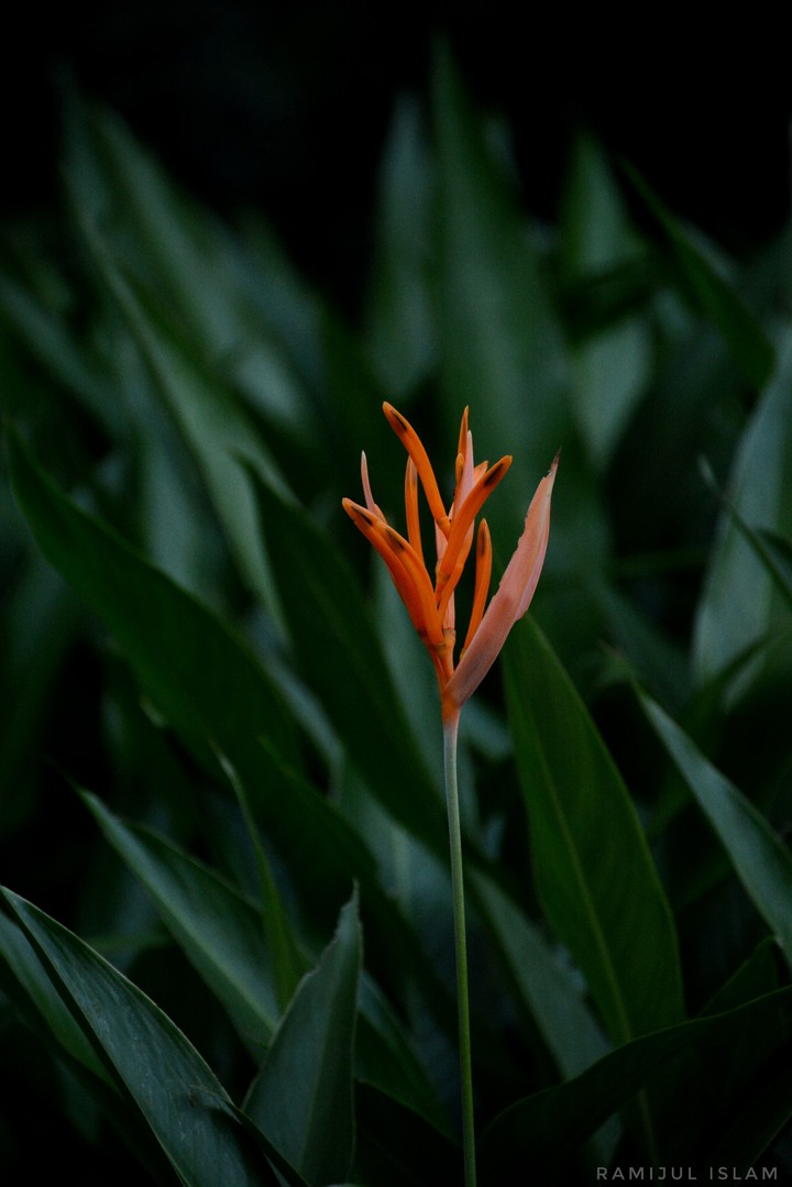 Heliconia psittacorum
