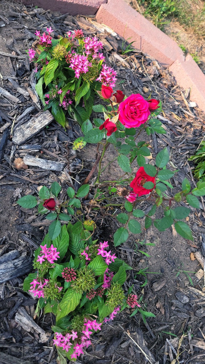flowers