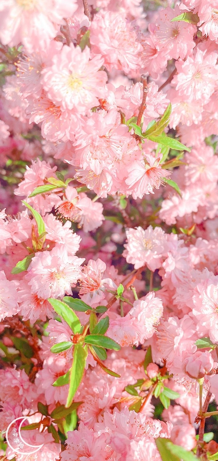 шпалери Close-up, flower