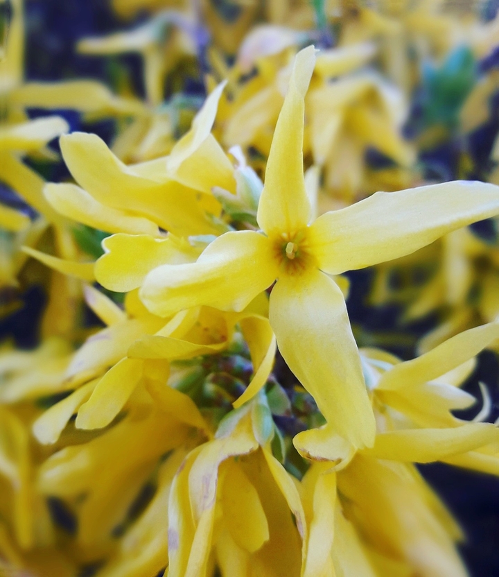 Yellow flowers