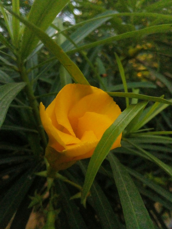 yellow beauty