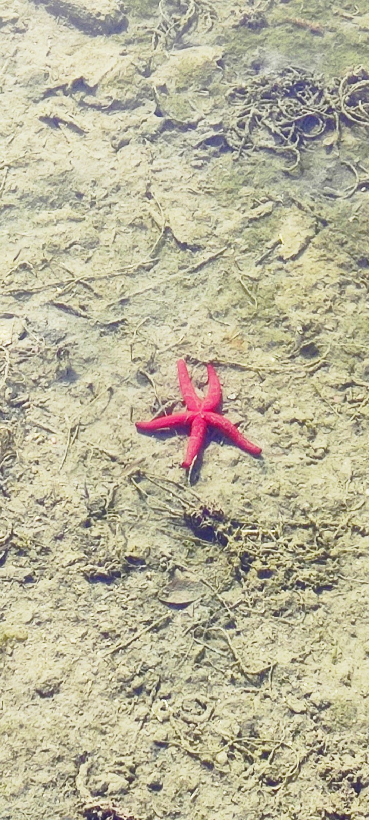 starfish