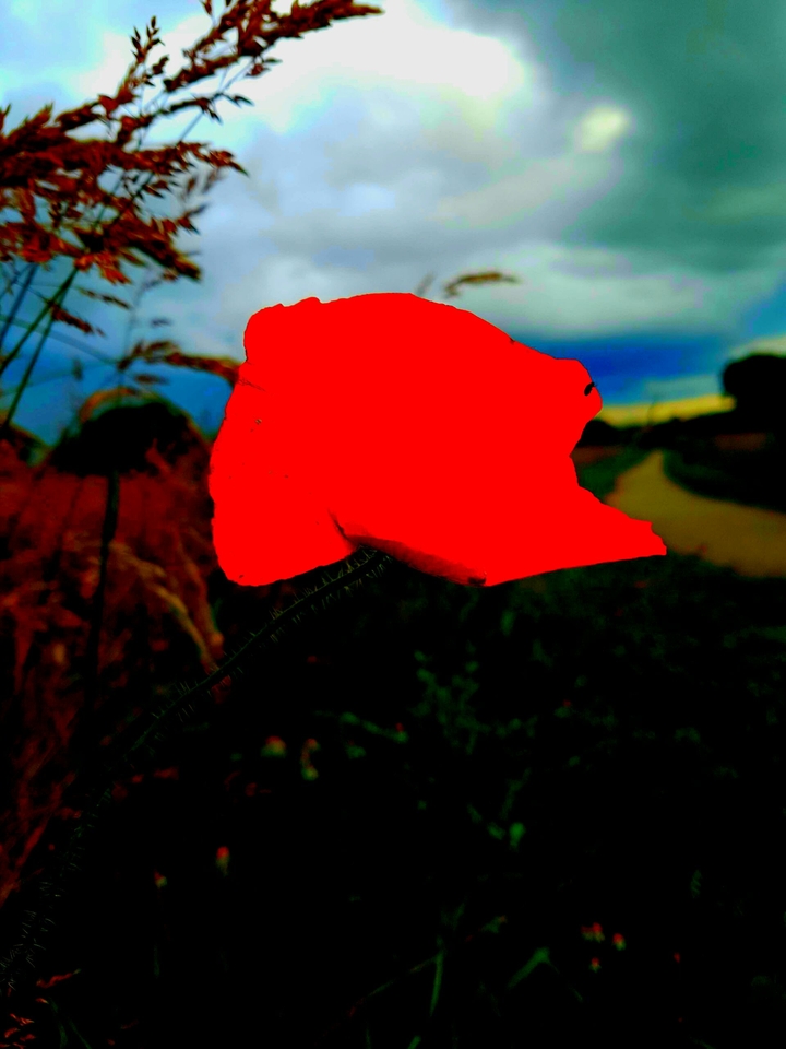 Poppy