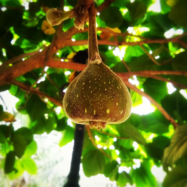 the fig