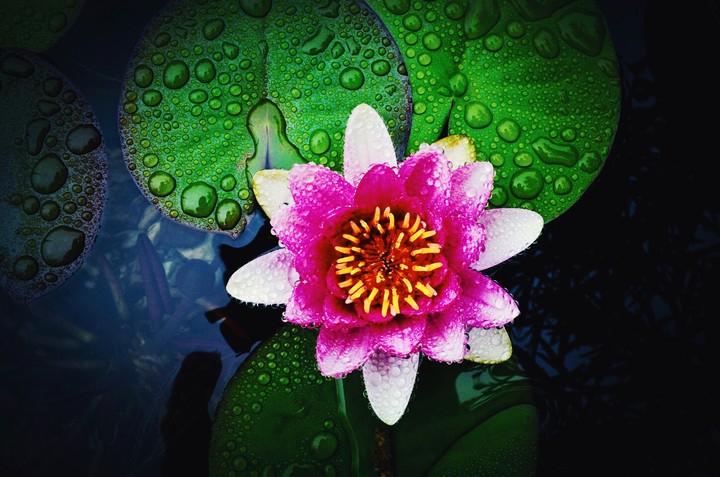 Lotus
