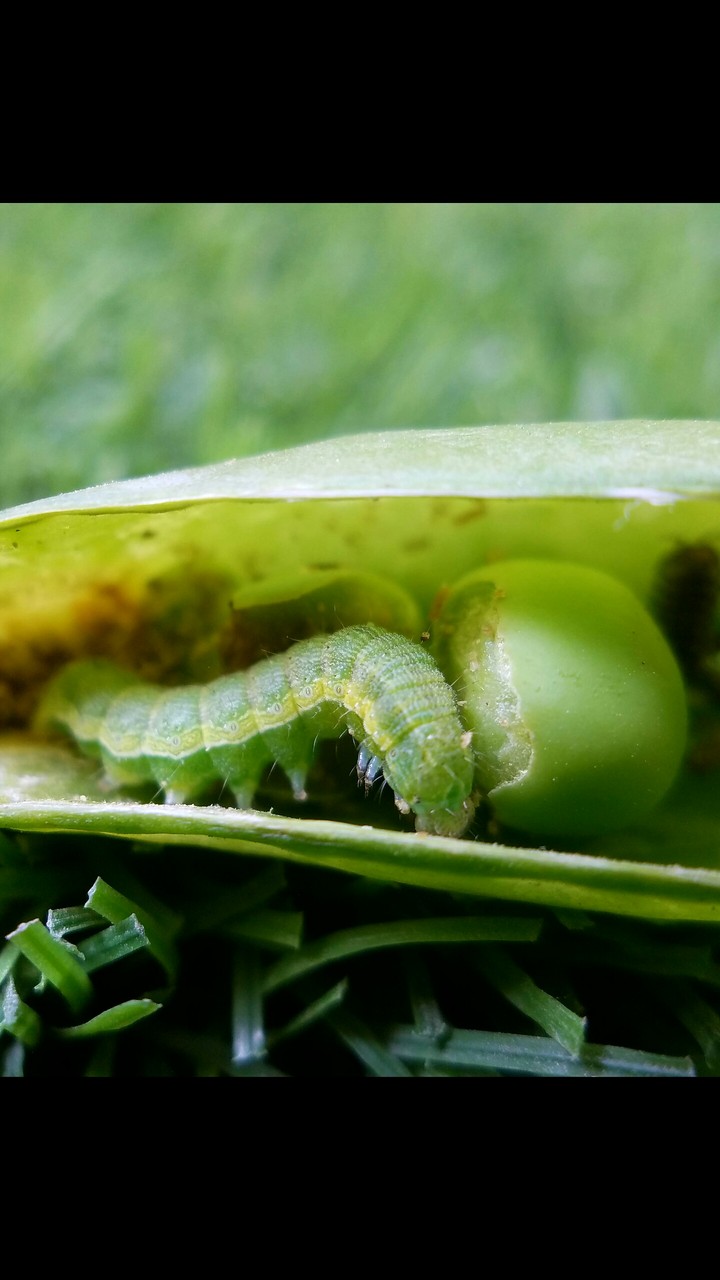 Worm