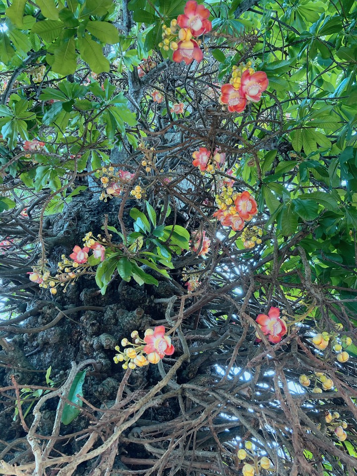 Cannonball flowers (Couroupita Guianensis)