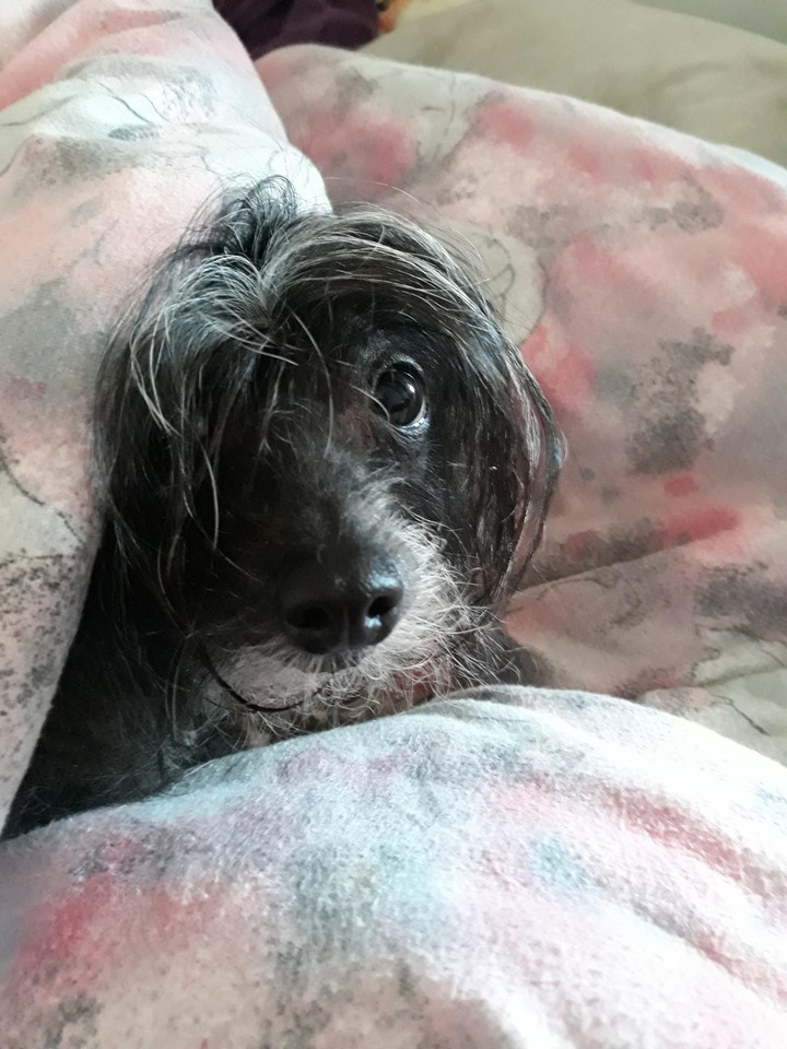 My dog