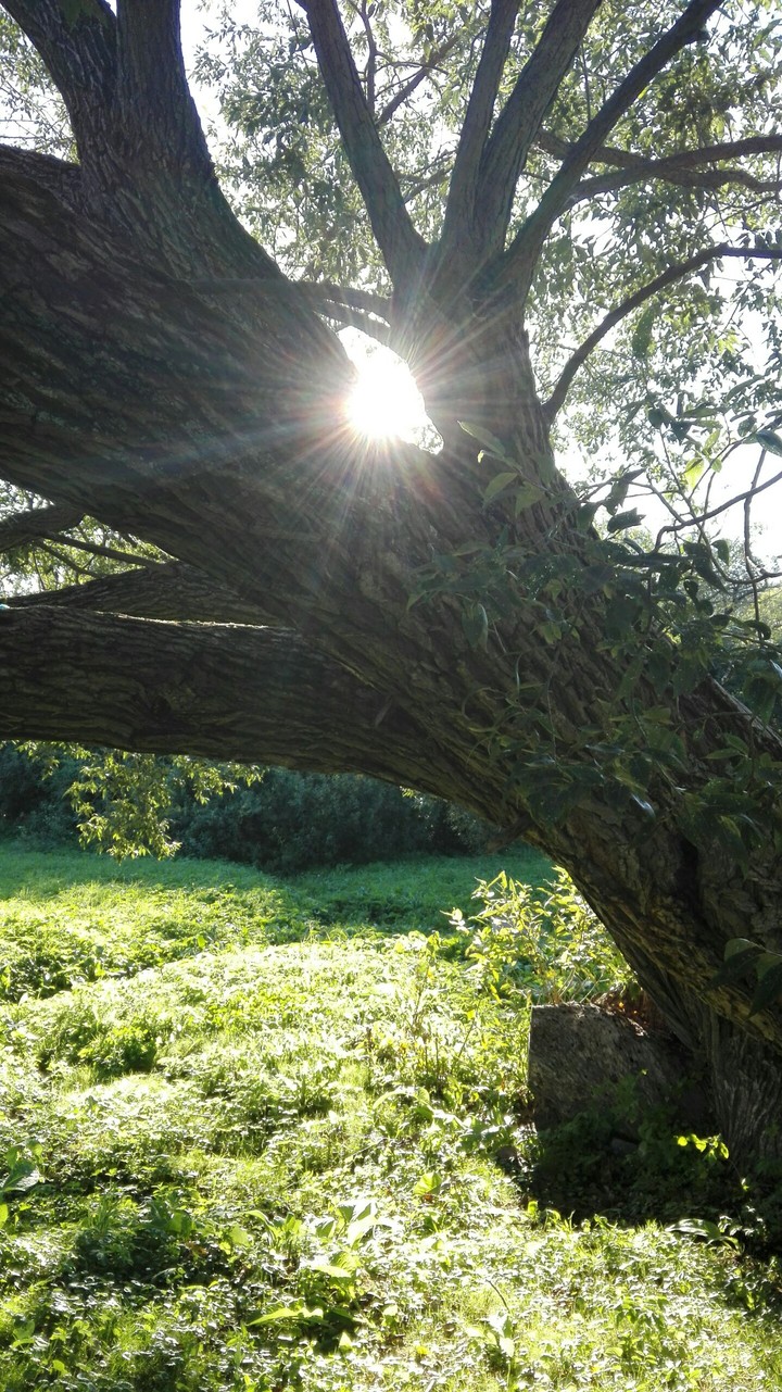 Forest©