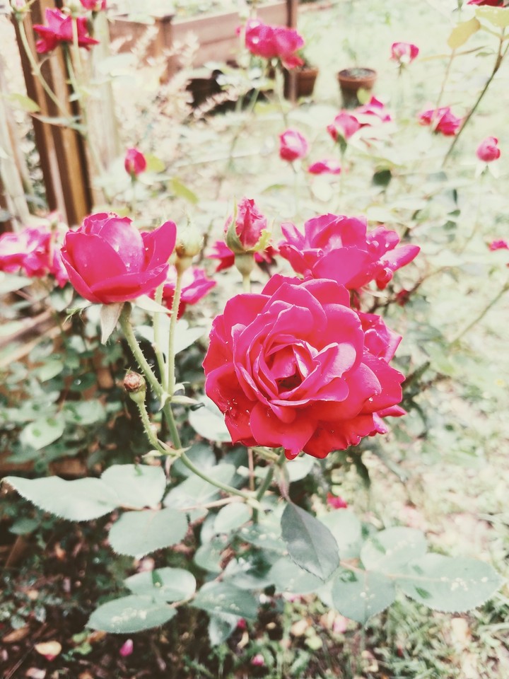 Roses