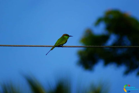 fondos de pantalla bird, line