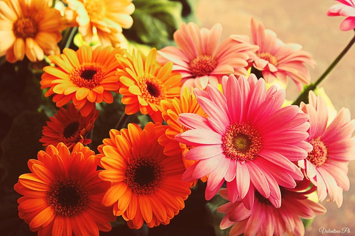fiori colorati flowers