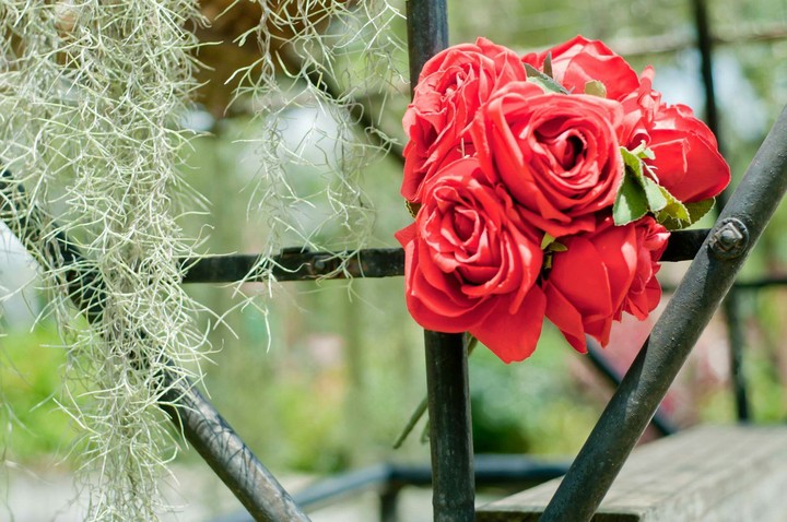 Red rose