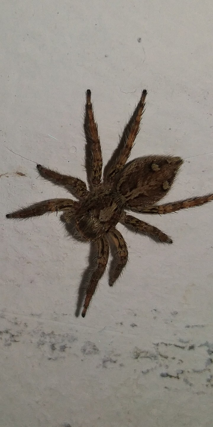 Little spider..