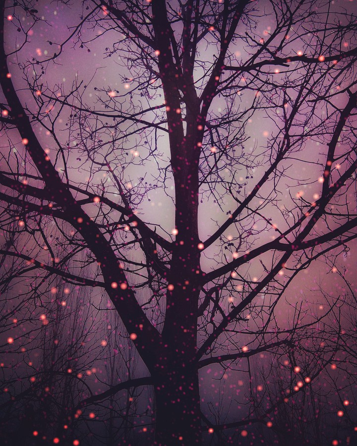 Dreamy Things