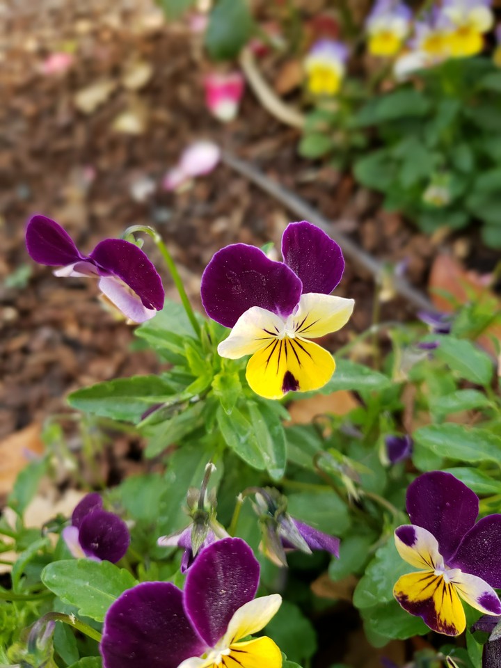 spring