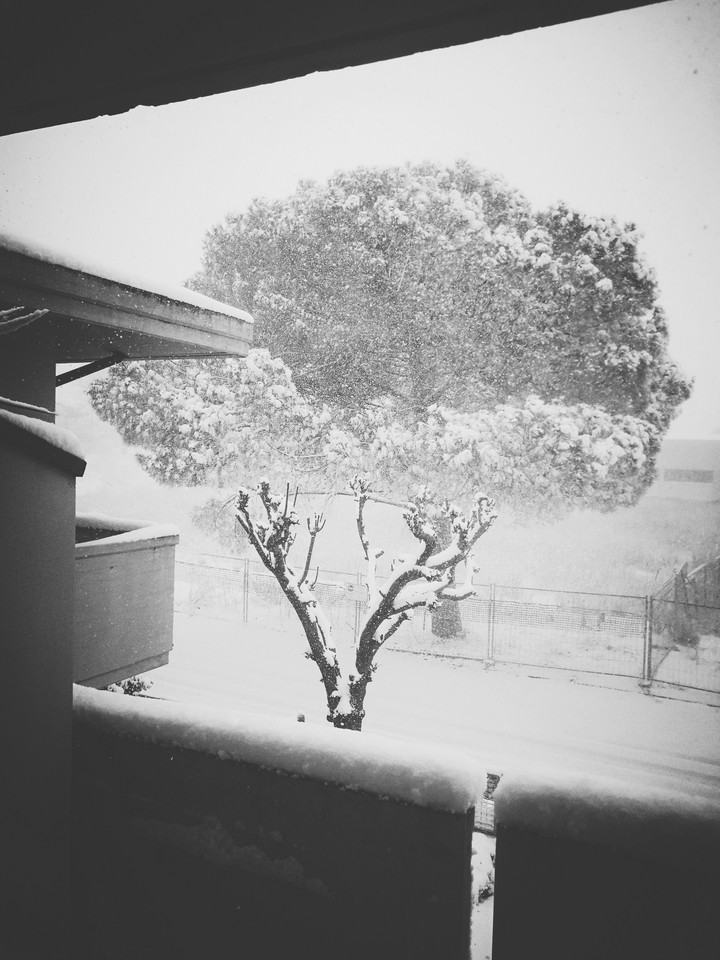 snow tree