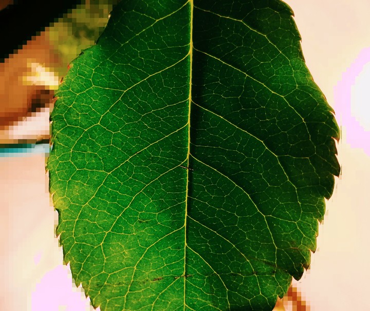 #green