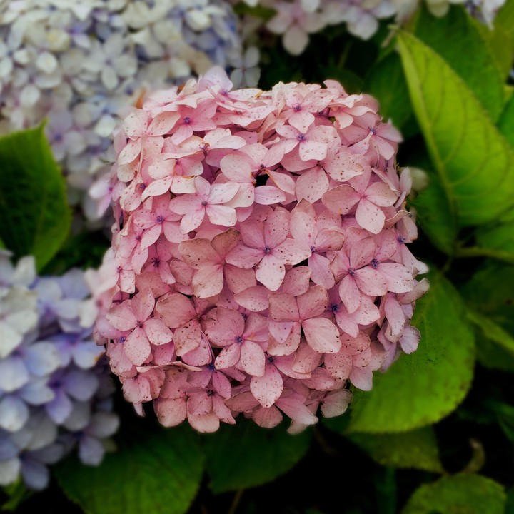 hydrangea